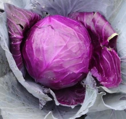 十大紫色蔬果排行榜  花青素 水果 蔬菜 排行榜 蓝莓 第8张