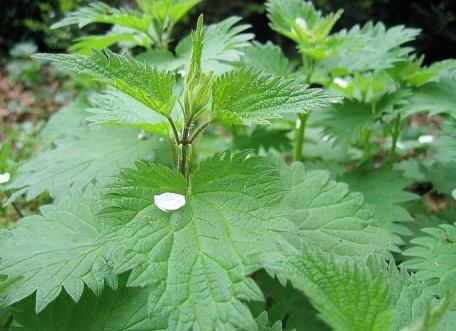 山野乡村间你可能天天脚踩着的神奇中草药  春天 草药 宝贝 功效 第1张
