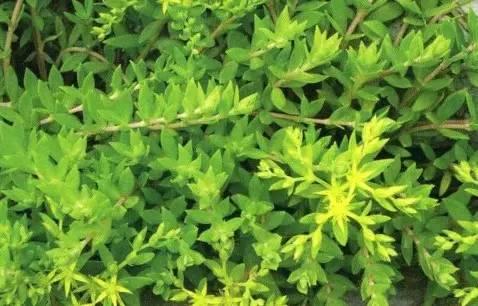 山野乡村间你可能天天脚踩着的神奇中草药  春天 草药 宝贝 功效 第13张