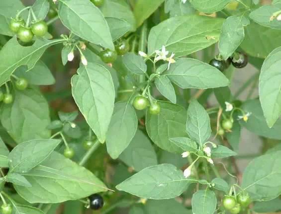 山野乡村间你可能天天脚踩着的神奇中草药  春天 草药 宝贝 功效 第2张