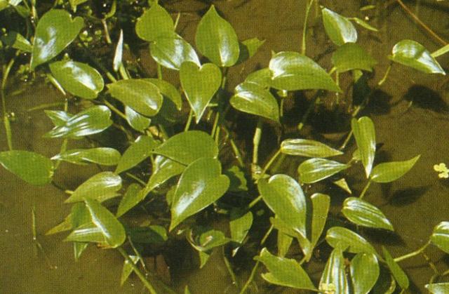 山野乡村间你可能天天脚踩着的神奇中草药  春天 草药 宝贝 功效 第27张