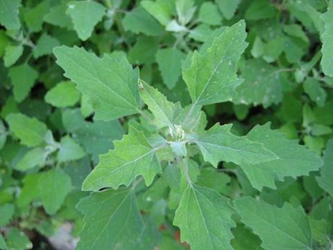 春天里的野菜你都知道有哪些？  春天 野菜 宝贝 踏青 第8张