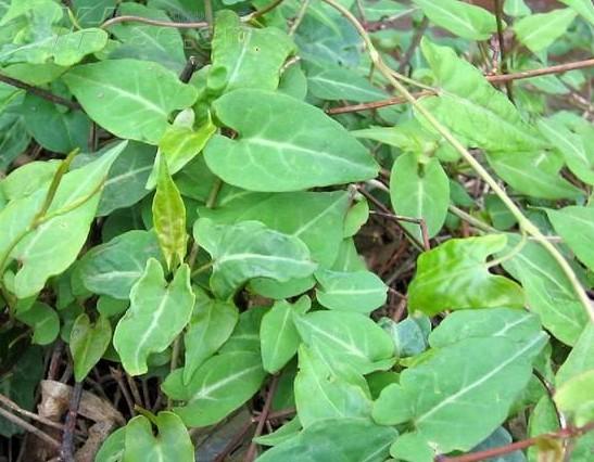 山野乡村间你可能天天脚踩着的神奇中草药  春天 草药 宝贝 功效 第4张