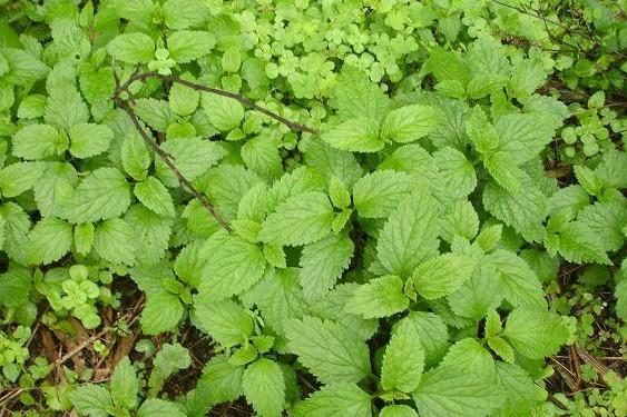山野乡村间你可能天天脚踩着的神奇中草药  春天 草药 宝贝 功效 第6张
