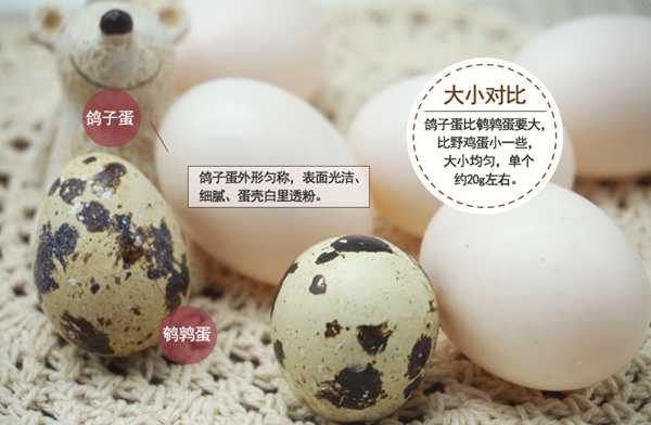 答销售疑问说说我家的鸽子蛋以及其营养价值  鸽子蛋 磊鑫农业 农村创业 随州袋料香菇 蜂蜜 农村土特产 第3张